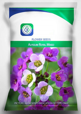 CYBEXIS Alyssum BENTHAMII - White - LOBULARIA MARITIMA Seed(1 g)