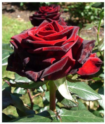 greenfarm NXC- Fragrant Rose Flower Seeds/ Gulab Seeds / 90 X Seeds , TRE102 Seed(90 per packet)