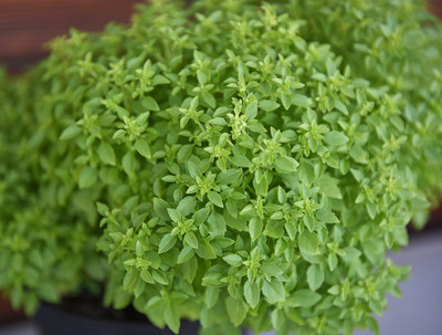 WILLVINE XL-28 Basil Fino Verde Seed(1000 per packet)