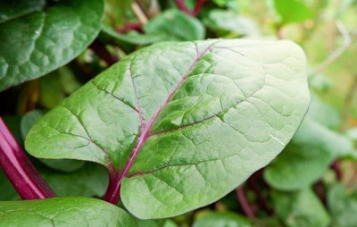 BDSresolve malabar spinach seeds red/malabar spinach seed 13 Seed(13 per packet)