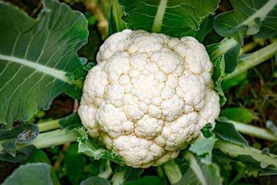 SEMINA VITA F1 Hybrid Cauliflower seeds, ful gobi, gobi seeds for farming Seed(59 per packet)