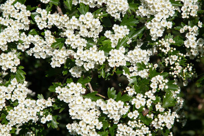 MAA gypsophila flower Seed(25 per packet)