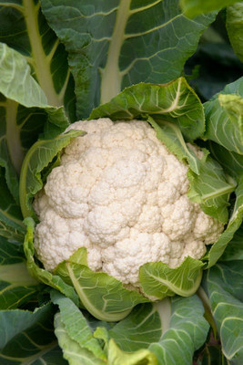 Quentova white cauliflower,gobhee seeds Seed(10 per packet)