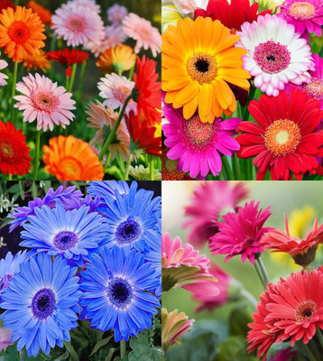 ibains Gerbera seeds hybrid beez 13 Seed(13 per packet)