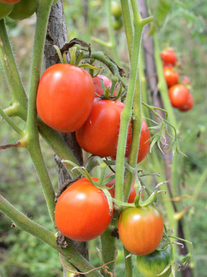 WATIKA tomato Seed(90 per packet)