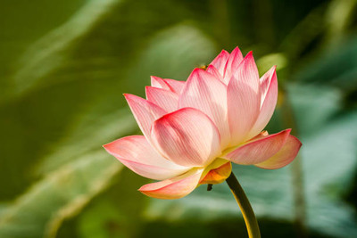 WILLWE lotus,kamal gatta Seed(11 per packet)