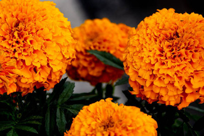 EcoFusion marigold/gende ka phool flower seeds Seed(50 per packet)
