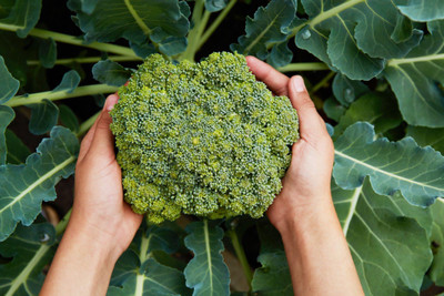 N.G.M. AGROCARE F1 Hybrid Broccoli Seeds Seed(15 per packet)