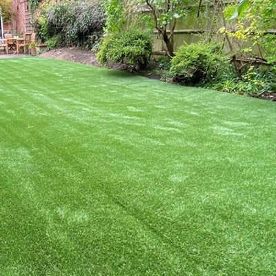 SeeGreen Carpet grass seeds for home garden, lawn grass seeds for home garden Seed Seed(16000 per packet)