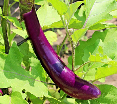 VibeX Long Purple Brinjal Seeds Seed(200 per packet)
