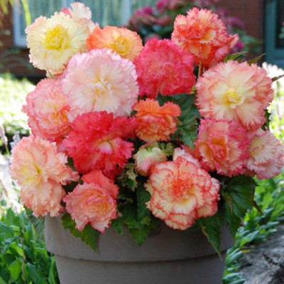 CYBEXIS XL-80 - Samba Begonia Pastel Mix - (30 Seeds) Seed(30 per packet)