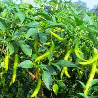 LIFELEX Chilli Plant Seed(62 per packet)