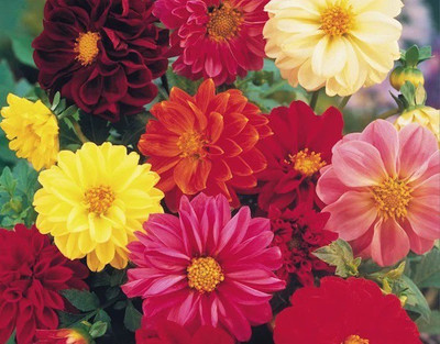 Biosnyg DAHLIA UNWIN DWARF SEEDS [100 Seeds] Seed(100 per packet)