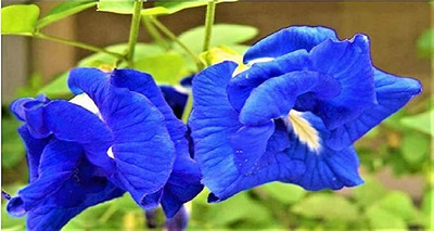 Kavya Craft NEELKANTA, Aprajita, BUTTERFLY PEA, Sanghupushpam Seed(20 per packet)
