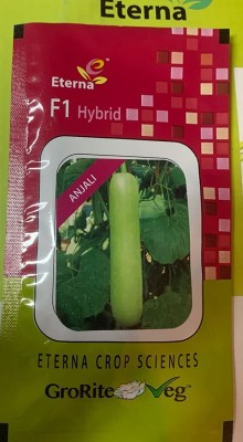 VibeX Bottle Gourd ANJALI Seeds-(50 Gms, 250 Seeds) Seed(250 per packet)