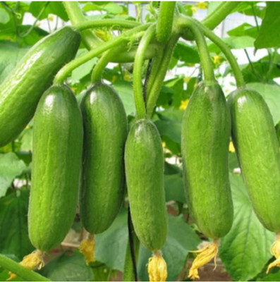 Mahak Stors 1 pouch Desi kheera/cucumber seeds very testy fruits Seed(1 per packet)