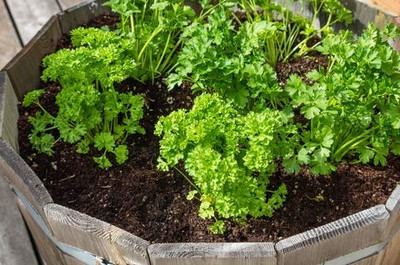 Aro Parsley Seed(20 per packet)