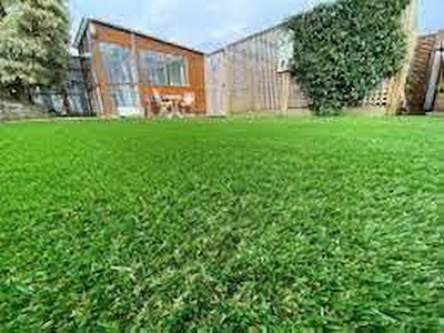 BDSresolve planting bermuda grass from seed pack of 2130 Seed(2130 per packet)