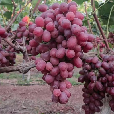 Quentova Super Sweet Red Grape-KMT-4O Seed(100 per packet)