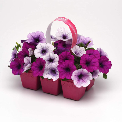 VibeX NBIR-8 - Easy Wave Petunia Flower Mix - (540 Seeds) Seed(540 per packet)