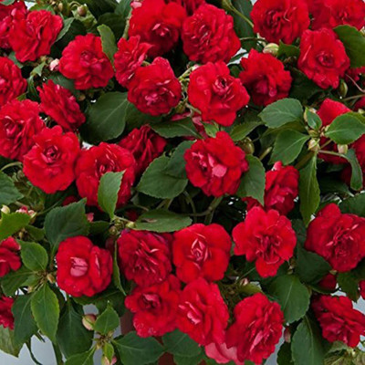 Aywal Balsam Mix Seed(30 per packet)