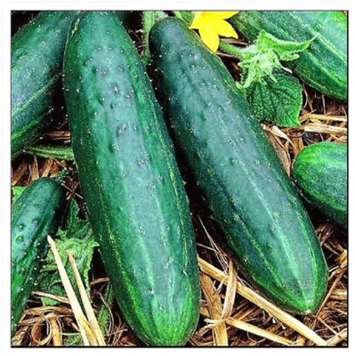 WHYGI Cucumber Intimidator F1 Seed-CuC_430 Seed(80 per packet)