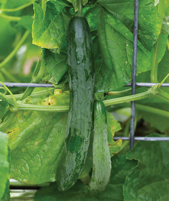 VibeX XLL-1 - Sweet Success Slicing Cucumber - (1350 Seeds) Seed(1350 per packet)