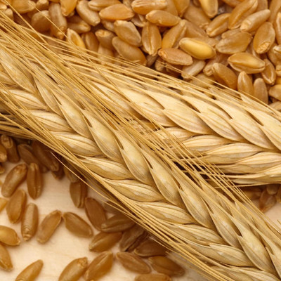 KNESSiN Modern & Fresh Red Fife Wheatgrass Seeds Seeds for Sprouting-(5000 Seeds) Seed(5000 per packet)
