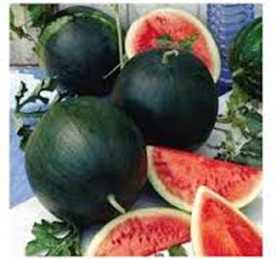 CYBEXIS VVI-72 - Watermelon Black Diamond - (150 Seeds) Seed(150 per packet)