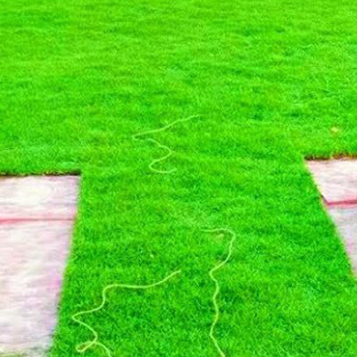 SREE Lawn Grass Seeds For Garden and Playground, Carpet Grass Seed(12000 per packet)