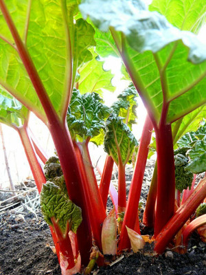 CYBEXIS Victoria Rhubarb Seeds2000 Seeds Seed(2000 per packet)