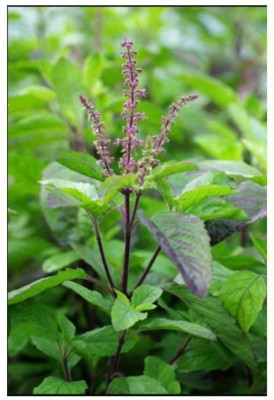 Quentova Rama Tulsi, Holy Basil, Tulsi/रामा तुलसी Plant-NTL-7G Seed(250 per packet)