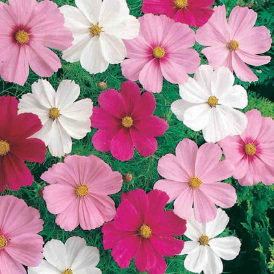 Lorvox Cosmos Hybrid Flower Seed(28 per packet)