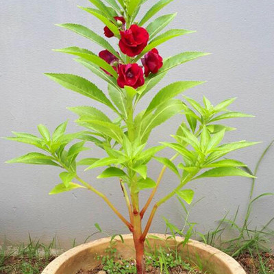 SREE balsam flower,Dopati flower Seed(120 per packet)