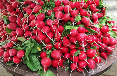 VibeX TLX-7 - Radish Scarlet Globe - (750 Seeds) Seed(750 per packet)