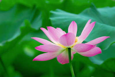 Gachwala lotus,kamal gatta Seed(11 per packet)