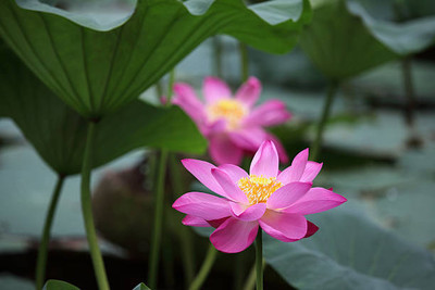 Aadhiyogi ayurvedha lotus,kamal gatta Seed(14 per packet)