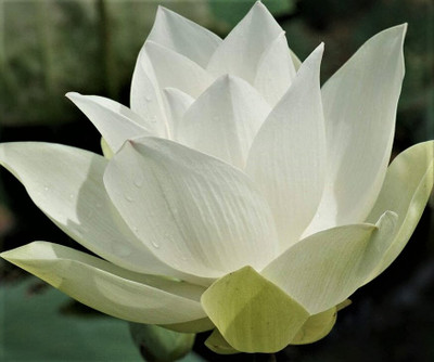 Seedsqlty White lotus flower seed, high germination (9 seeds) Seed(9 per packet)