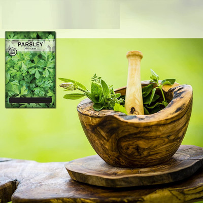 CYBEXIS VVI-21 - Single Italian Parsley - (750 Seeds) Seed(750 per packet)