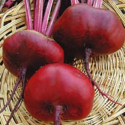 MYLAWN Dark Red Beet Seeds | Ruby Red Seed(2000 per packet)