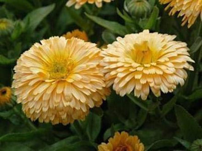 Aro Calendula Seed(16 per packet)