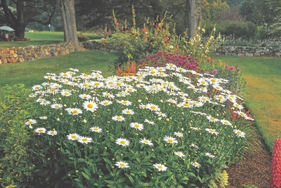 the green dotcom daisy Seed(60 per packet)