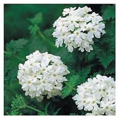 Mozette Exotic verbena Seed(11 per packet)