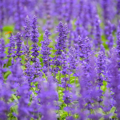 VibeX ® XLR-446 Blue Sage Seeds Seed(200 per packet)