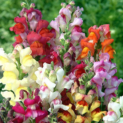 Aywal Antirrhinum - Dog Flower Mixed Seed(80 per packet)