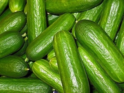 wequality Armenian Cucumber Kakdi/ Cucumber seeds 12 Seed(12 per packet)