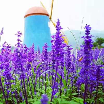 Qualtivate RES-2A Sage Sapphire Blue Salvia farinacea Seed(100 per packet)