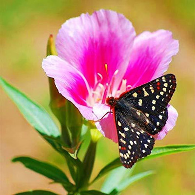 Aywal Clarkia F1 Hybrid Flower Seed(110 per packet)