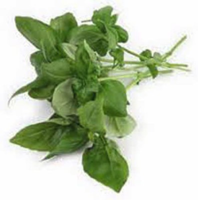 CYBEXIS GBPUT-27 - Organic Genovese Sweet Basil - (4500 Seeds) Seed(4500 per packet)