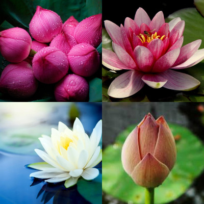 ibains Micro lotus seeds biij 25 Seed(25 per packet)